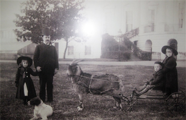 
Trước đây, đa số các tổng thống Mỹ đều sở hữu một vật nuôi được người ta gọi với danh xưng "Đệ nhất thú cưng Nhà Trắng". Trong ảnh, tổng thống Benjamin Harrison chụp ảnh con dê Whiskers - thú nuôi nổi tiếng của ông.