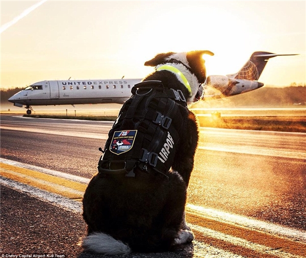 Có lẽ niềm hạnh phúc của chú chó này là được nhìn những chuyến bay cất cánh an toàn. (Ảnh: Internet)