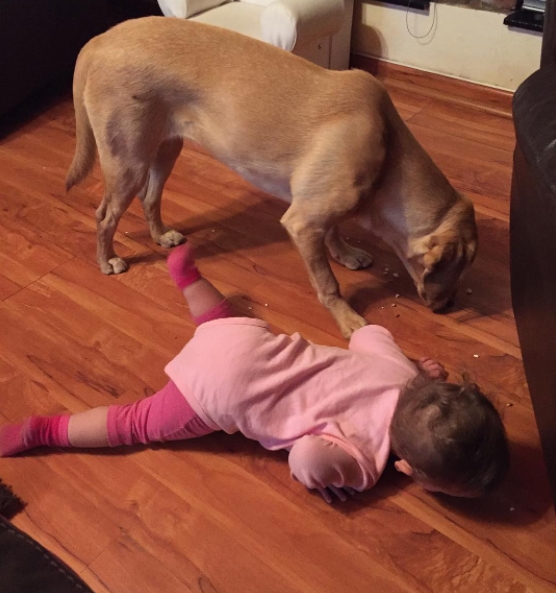 
Bắt chước chó lượm đồ ăn bằng miệng ngay trên sàn.