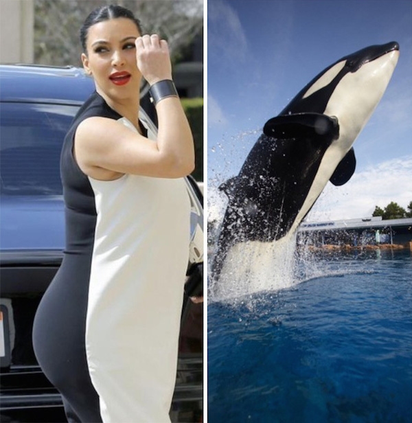 Cùng tìm điểm khác nhau giữa Kim Kardashian và cá voi. (Ảnh: Internet)
