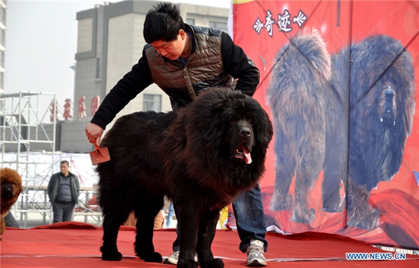
Chó Ngao khổng lồ là 1 trong số 200 con chó khác có mặt tại buổi triển lãm.