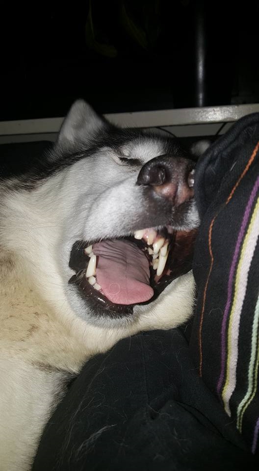 
Tư thế ngủ của một husky rất có phong thái.