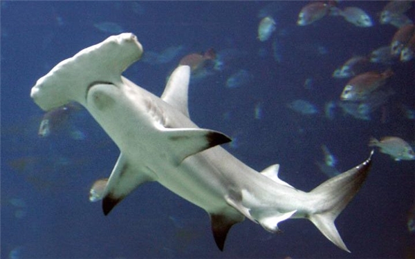 Cá mập đầu búa nằm trong danh sách động vật cần được bảo vệ.
