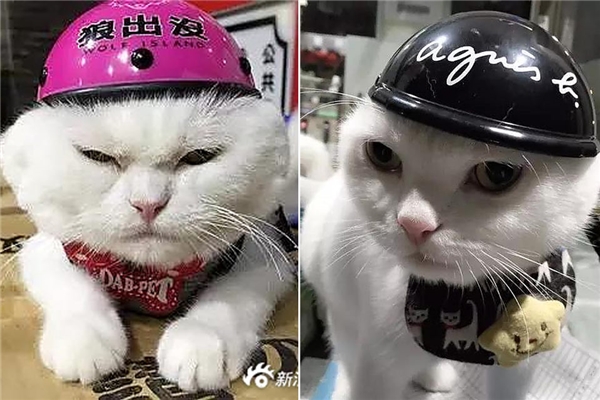 
Để bảo vệ cho mèo cưng, một người chủ tại Trung quốc quyết định trang bị cho chú mèo một chiếc mủ bảo hiểm cực phong cách.