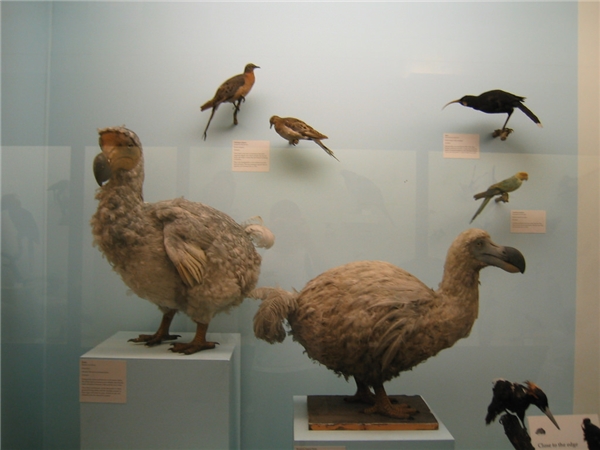 Mô hình chim Dodo ở các bảo tàng tự nhiên.