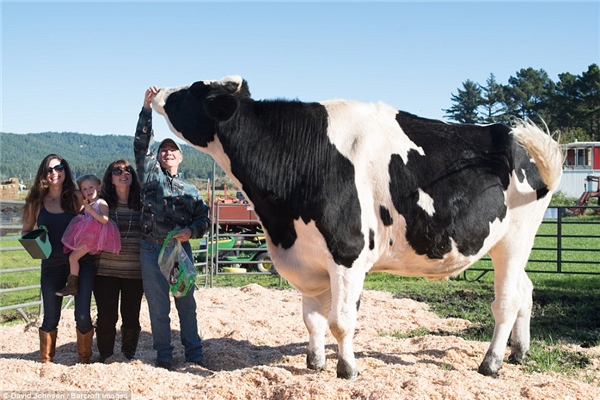 Tìm thấy bò sữa khổng lồ cao nhất thế giới ở trang trại Mỹ