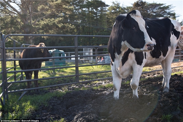 
Hiện tại, vì kích cỡ quá lớn cũng như cần cung ứng một lượng lớn thức ăn trong ngày, chú bò này đã được chuyển tới một trang trại có quy mô rộng hơn.