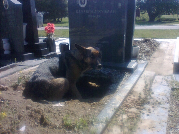
Khi đến được nghĩa trang trong hình, Vesna phát hiện ra ngay ngôi mộ và cô chó tội nghiệp.
