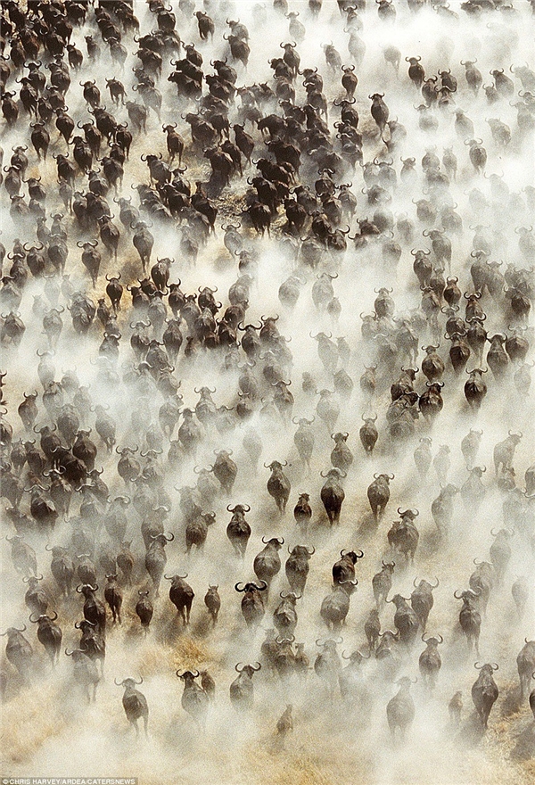 
Sự di cư của hàng trăm con trâu châu Phi ở Botswana là một trong những khoảnh khắc tráng lệ nhất của thiên nhiên
