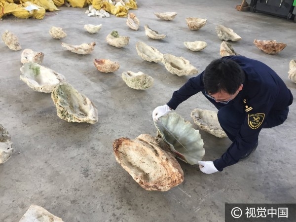 
Ngoài ra, các quan chức cũng phát hiện nhiều vỏ sò cỡ lớn.