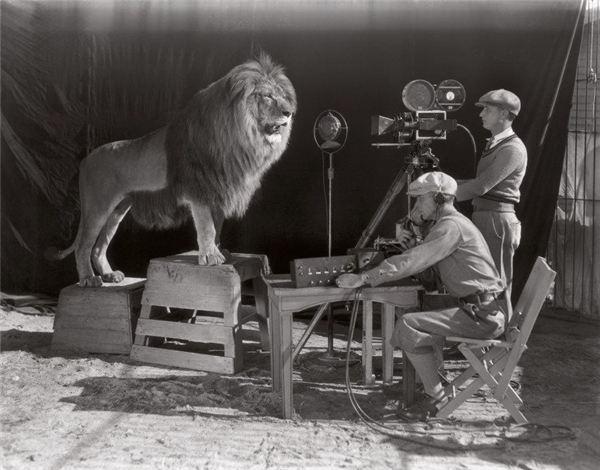 
Đây là cách người ta thực hiện đoạn giới thiệu cảnh con sư tử đang gầm của hãng MGM ở đầu mỗi bộ phim. Ảnh được chụp năm 1928, năm khởi đầu của kỷ nguyên phim Hollywood.
