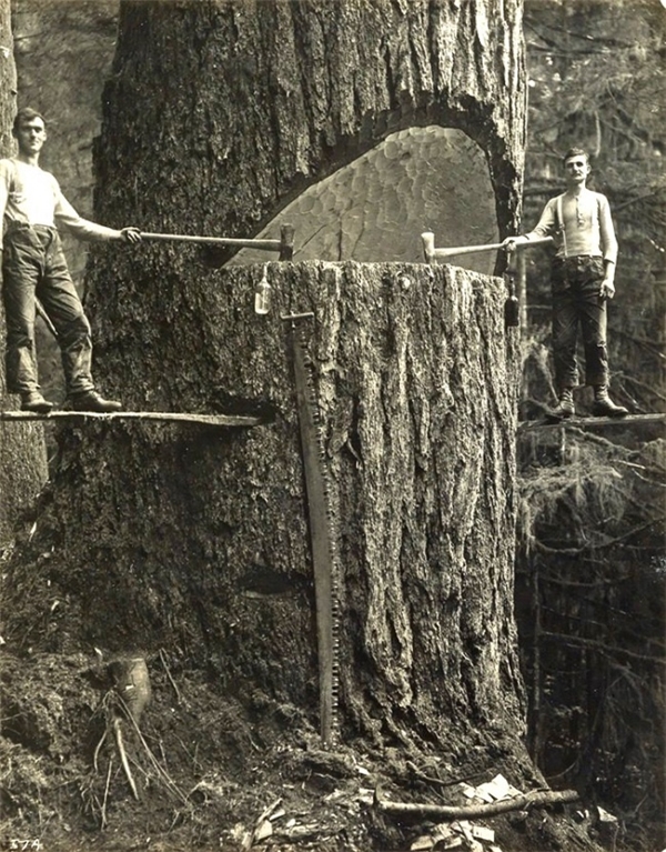 
Những người thợ xẻ gỗ ở Portland, Oregon, Mỹ, năm 1915.