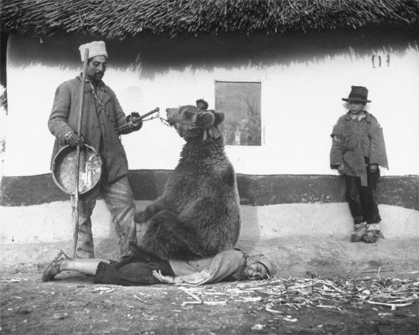 
Chữa bệnh đau lưng bằng một con gấu. Romania, 1946.