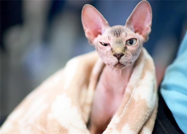 
Chú mèo được quảng cáo là giống Sphynx khi vừa được mua về, có đôi tai to, dài cùng khuôn mặt hình tam giác không có ria, và toàn thân trụi lông.