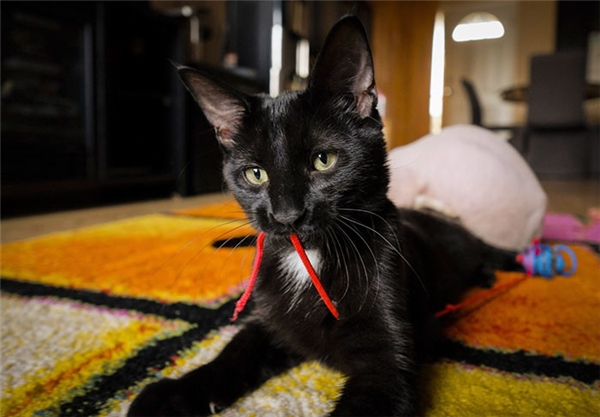 
Bé mèo đen tội nghiệp này cũng từng suýt bị mất đuôi do các vết xước bị nhiễm trùng mà dao cạo gây ra.