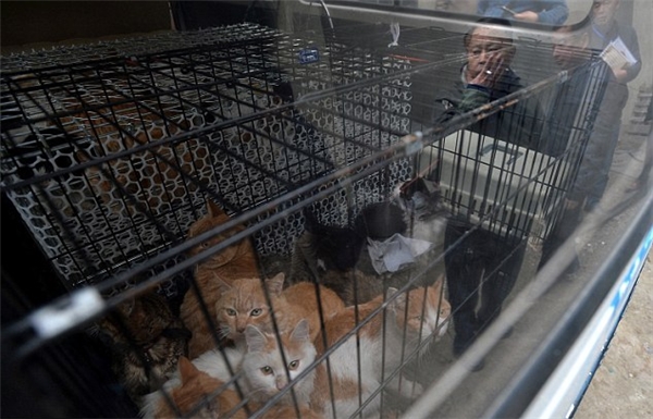 Trên thực tế thì, lũ mèo tại nhà ông Huang bị nhốt trong các chuồng chật hẹp, cao không quá 20cm. 