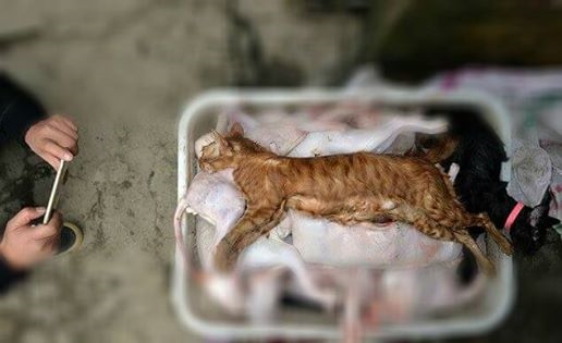 Những con mèo này bị giết hại, giữ đông lạnh và chứa trong căn nhà kho nhỏ của kẻ buôn mèo dã man này.