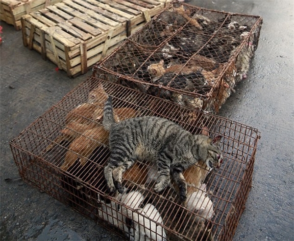 Hắn cũng thú nhận, mỗi ngày có hơn 100 con mèo được giết thịt tại đây rồi bán cho các tay lái buôn từ phía nam Trung Quốc đến với giá chỉ khoảng gần 60 nghìn đồng/1 kg.