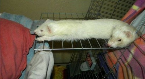 
"Quái vật" chuột hai đầu chăng? 