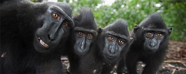 Bạn có quá nhiều bức selfie với những người bạn, hãy thử đổi gió với loài khỉ kì lạ này? Đừng bỏ lỡ cơ hội chụp ảnh với 4 con khỉ này, cầm điện thoại lên và chụp thôi!