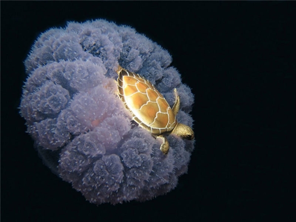 
Một chú rùa đang quá giang trên lưng một con sứa có hình thù kỳ lạ.