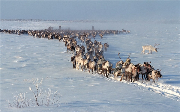 
Tuần lộc Bắc Mỹ được xem là loài có chuyến di cư dài nhất trong các loài động vật có vú trên cạn.