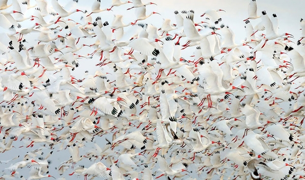 
Có khoảng 1.800 các loài chim trên thế giới tổ chức các cuộc di cư.