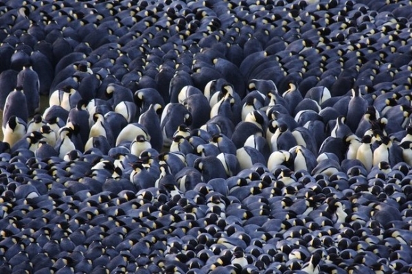 
Chim cánh cụt hoàng đế ở Nam Cực bắt đầu di cư từ đầu tháng 10 đến tháng 12.