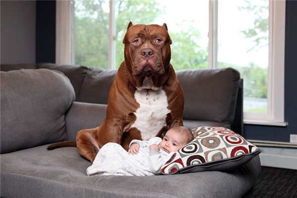 
Bức ảnh làm thay đổi suy nghĩ của nhiều người về giống chó pitbull hung tợn. Đây là Hulk, chú chó pitbull lớn nhất thế giới. Chú chó đang ngồi thư giãn trên ghế sofa để làm "bảo mẫu" cho bé Jackson mới 3 tháng tuổi ở New Hampshire (Mỹ) hồi tháng 7.