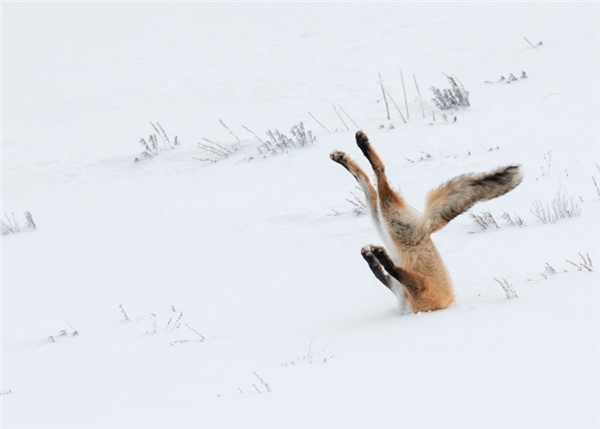
Hình ảnh chú cáo bị vùi đầu trong tuyết tại Công viên Quốc gia Yellowstone (Mỹ) gây ấn tượng mạnh với ban giám khảo và chiến thắng tại cuộc thi Những bức ảnh về động vật hoang dã hài hước nhất năm 2016.