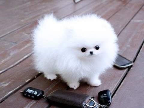 
Chó Pomeranian mini. (Ảnh: internet)