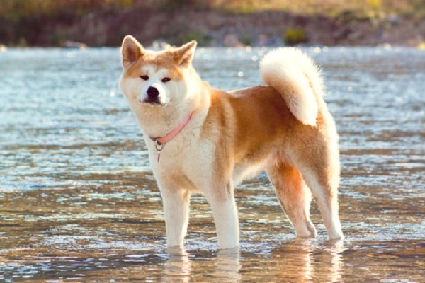 
Chó Akita Inu. (Ảnh: internet)