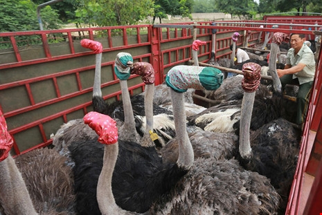 
Những con đà đểu bị đeo bao trùm đầu trên đường vận chuyển ở Trung Quốc. (Ảnh: internet)