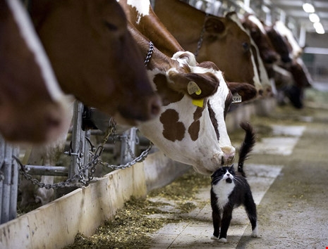 
Hai chú bò sữa đang hôn một chú mèo con tại một trại bò sữa ở Granby, Quebec, Canada. (Ảnh: internet)