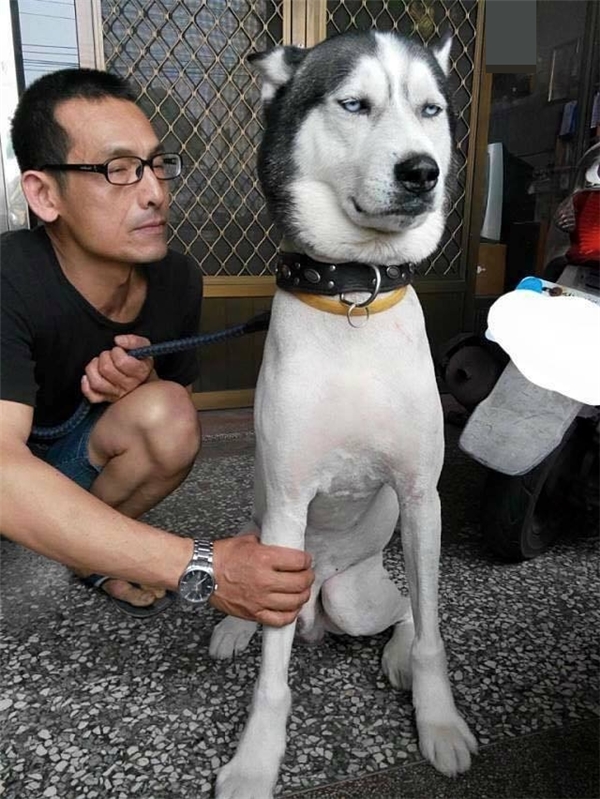 Lại thêm chú chó “like a boss” khiến netizen không nhịn được cười
