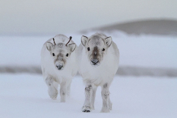  Santa's house has just welcomed two new reindeer babies.