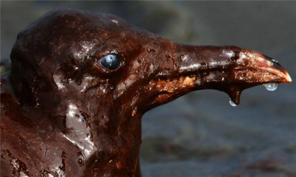 Chú chim đáng thương với đôi mắt đầy bất lực khi cơ thể bị phủ đầy dầu trong lúc kiếm ăn ở vùng biển ô nhiễm ở bang Louisiana. (Ảnh: Wittyfeed)