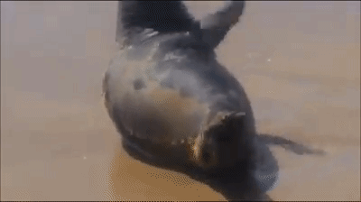 Xót xa hình ảnh hải cẩu chơi đùa với người dân trước khi bị đánh chết