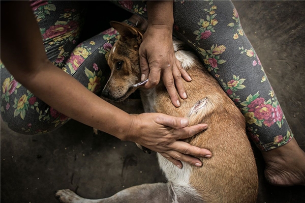  Bố mẹ Agung cũng giúp chăm sóc những chú chó bị người ta đánh trọng thương.