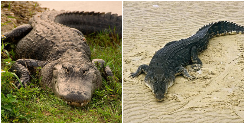 
Cá sấu mõm ngắn và cá sấu châu Phi. (Ảnh: internet)