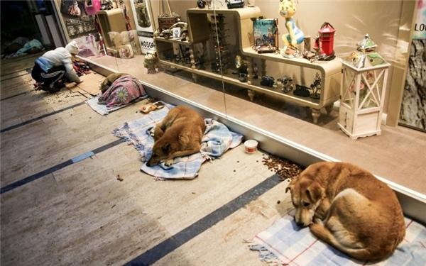 Tan chảy với tình thương dành cho chó mèo hoang ở Istanbul