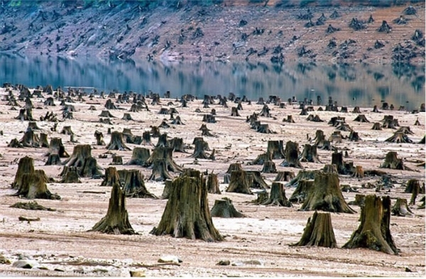 
Những cây cổ thụ hàng trăm năm tuổi ở Oregon, Hoa Kỳ bị đốn hạ trong vòng một đêm để xây đê. 