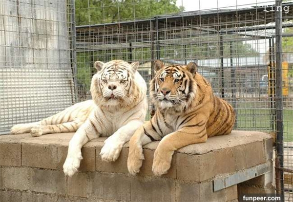 
Sau khi về cùng một nhà, Kenny và Willie trở thành anh em thân thiết tại chuồng thú ở Trung tâm Tị nạn Động vật Hoang dã Turpentine Creek thuộc tiểu bang Arkansas, Mĩ.