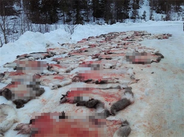 Hình ảnh những chú tuần lộc bị giết và phơi xác trên tuyết.