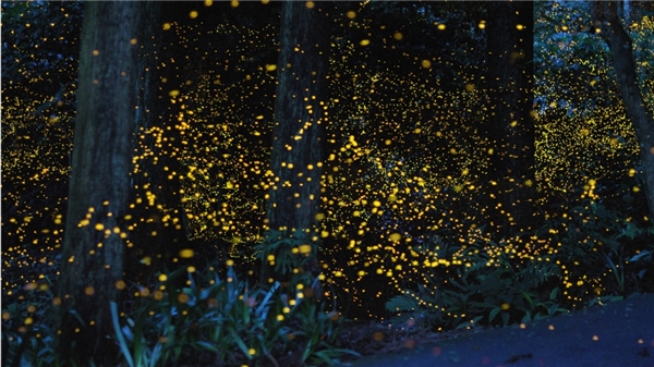 
Cảnh tượng lung linh được tạo ra từ hàng ngàn con đom đóm trong một rừng đom đóm tại Nhật Bản. Được biết đom đóm chỉ vào một thời gian ngắn trong mùa hè tại đất nước này.