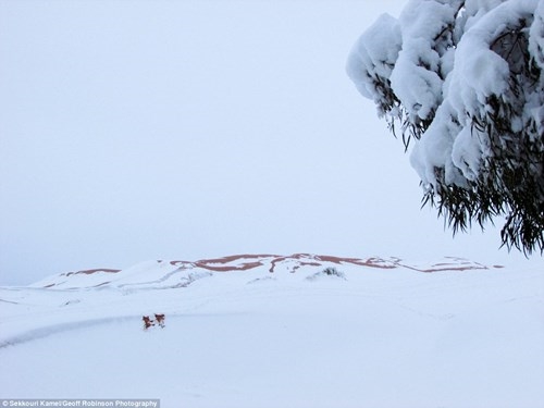 Không thể tin nổi: Tuyết rơi trên sa mạc lớn nhất thế giới sau 38 năm
