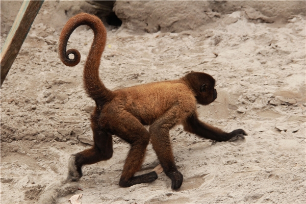
Còn ở ​Hà Lan gọi @ là apestaart nhưng có nghĩa là đuôi của khỉ. (Ảnh: internet)