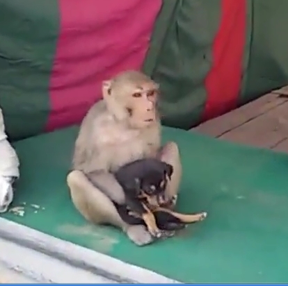Chú khỉ ôm con chó con trong lòng.