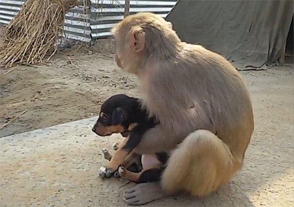Con khỉ ôm chú chó hoang trong tay và bỏ đi.