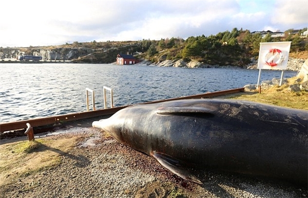 Xác chú cá voi trôi dạt vào bờ biển tại Na Uy.